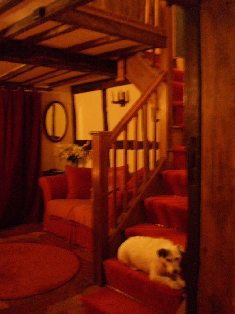 Dog on the stairs. by snowy