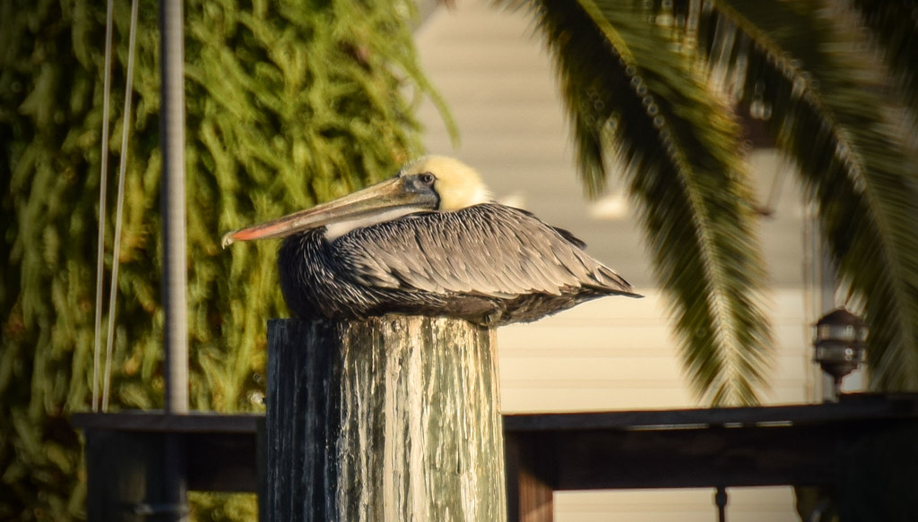 Pelican, Just chillin by rickster549