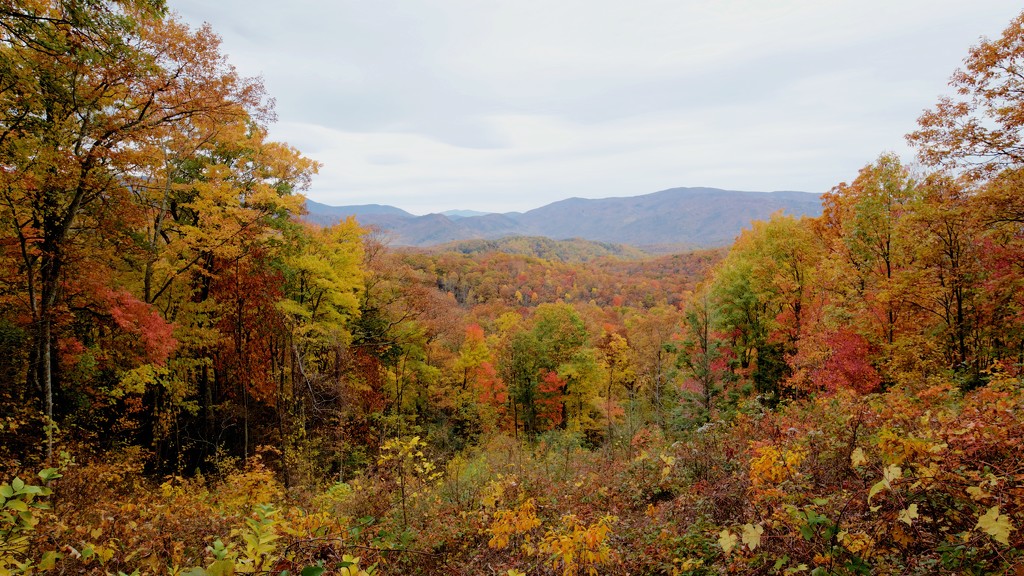 Fall Colors in Smoky Mountains by jyokota