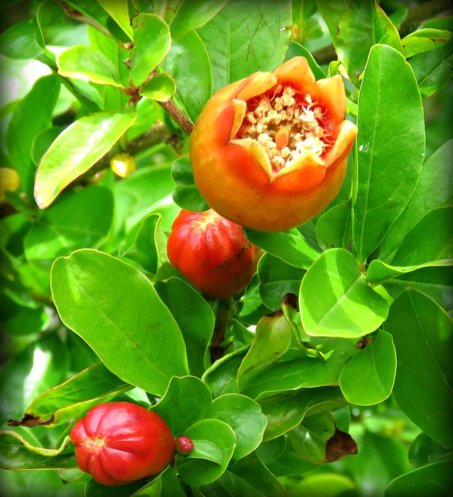 budding Pomegranate by cruiser