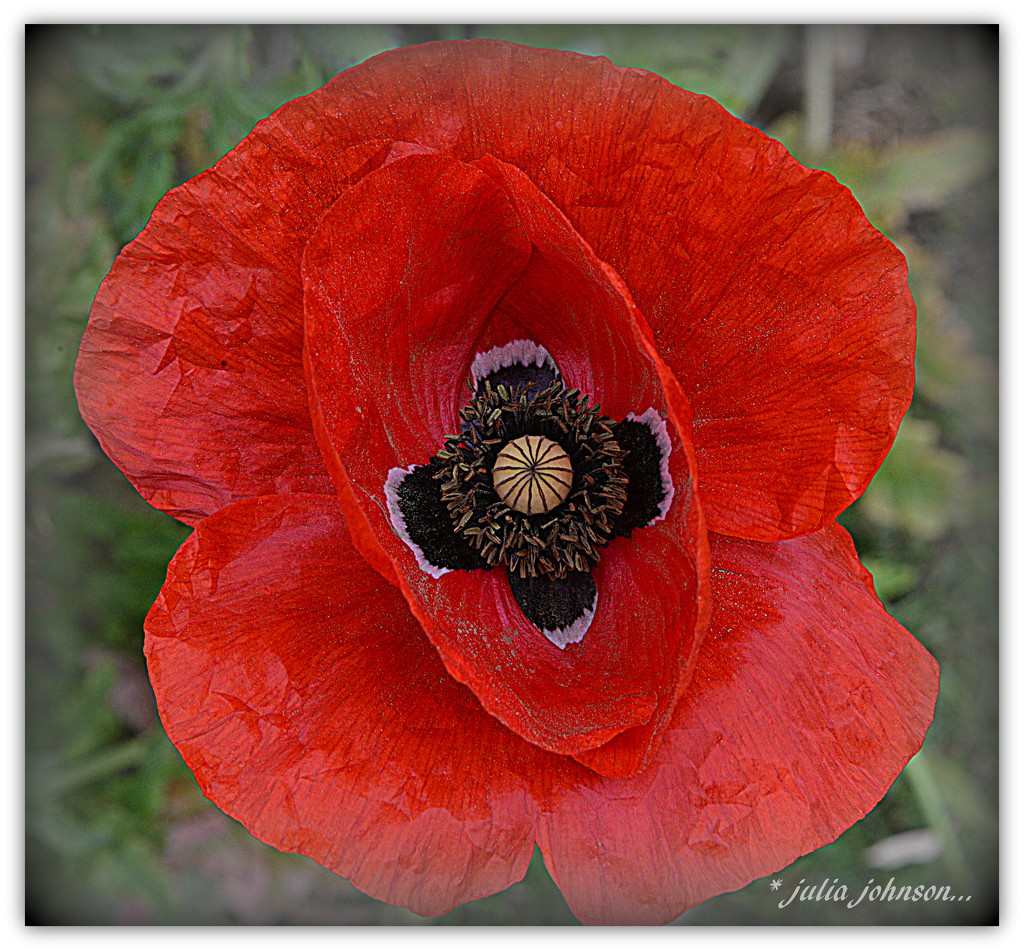 Lest we forget... by julzmaioro