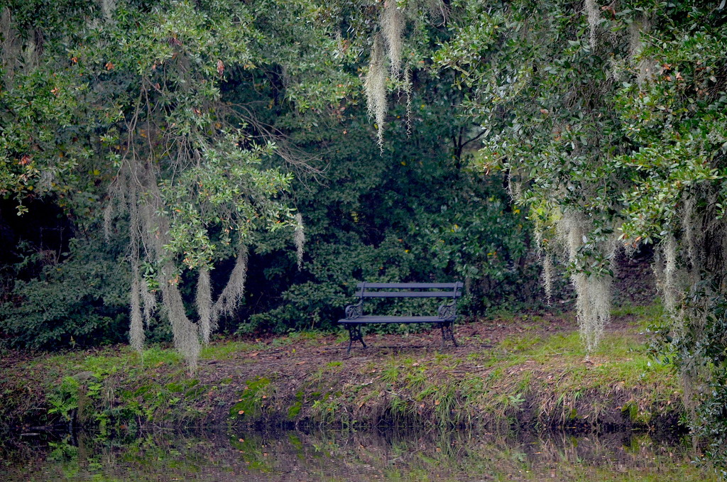 My favorite spot to sit and contemplate and take pictures at the state historic park, Charleston, SC. by congaree