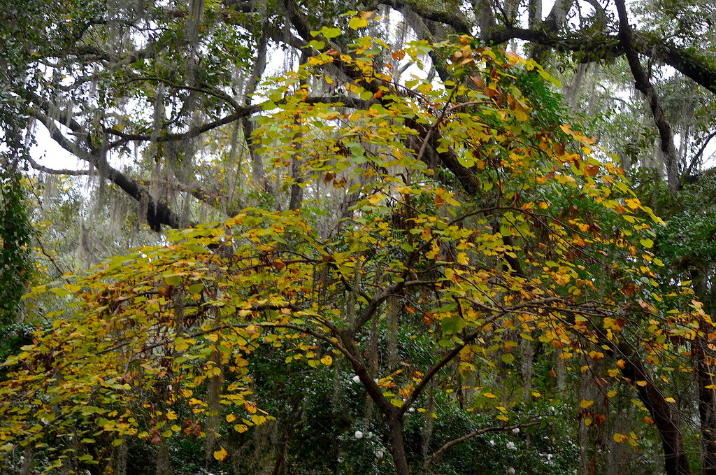 Autumn tree at the state historic park Charleston, SC by congaree