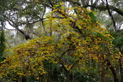 11th Nov 2015 - Autumn tree at the state historic park Charleston, SC