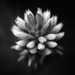 Conestick flower by peterdegraaff