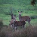 4 November 2015 Deer at Burley, New Forest by lavenderhouse