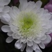 8 November 2015 White chrysanthemum by lavenderhouse