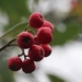 10 November 2015 Winter cotoneaster berries by lavenderhouse