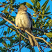Mockingbird by danette
