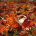 The Fallen Leaves of the Burning Bush by alophoto