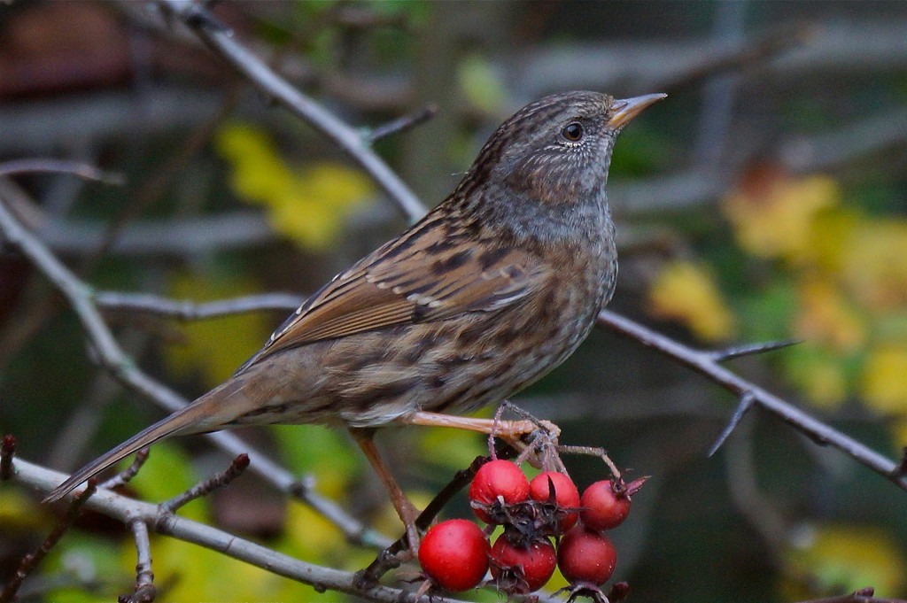 DUNNOCK AND BERRIES by markp