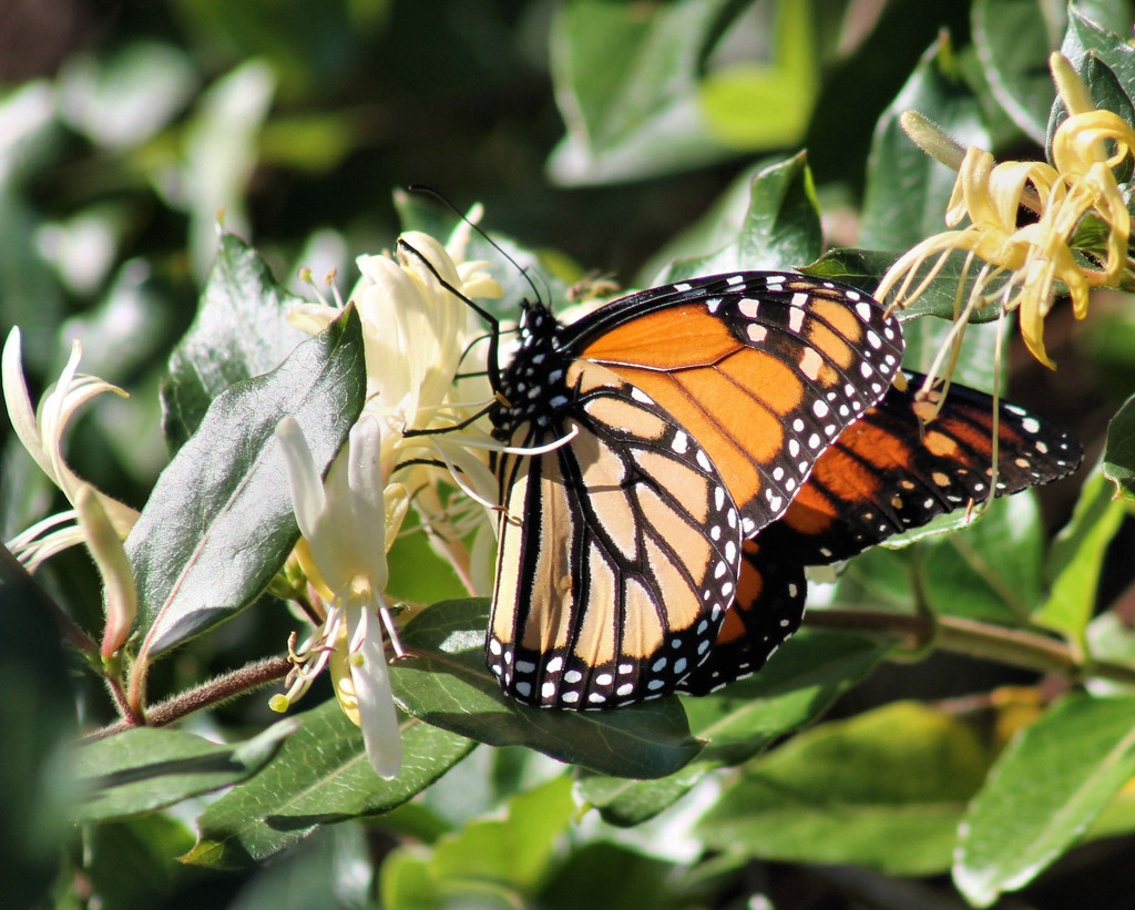 Sunshine and Monarchs by cjwhite