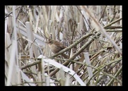 30th Oct 2015 - Wren in the Rushes