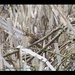 Wren in the Rushes by oldjosh