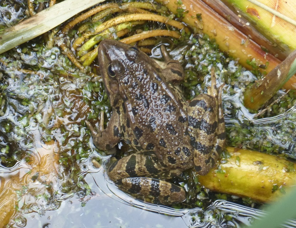  Common Frog at Rainham Marshes  by susiemc