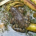  Common Frog at Rainham Marshes  by susiemc
