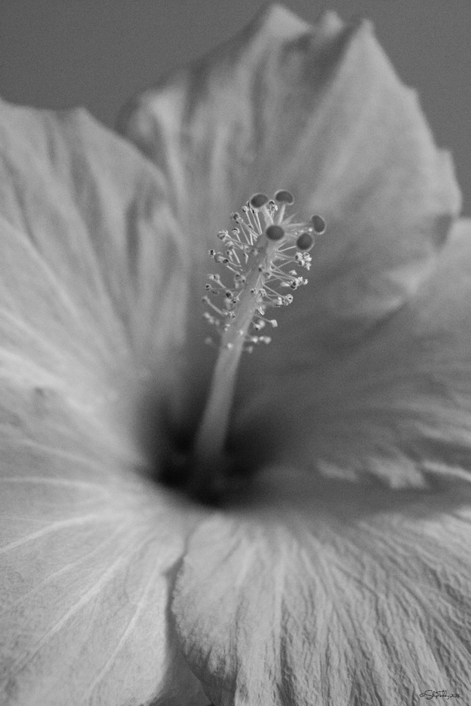 Black and White Hibiscus by skipt07