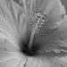 Black and White Hibiscus by skipt07