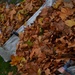 Leaf litter by tomdoel