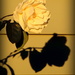 Golden rose and shadow! by homeschoolmom