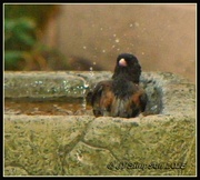 17th May 2014 - Splish, splash...takin' a bath.