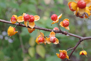 11th Nov 2015 - What Are These Funky Little Berries?