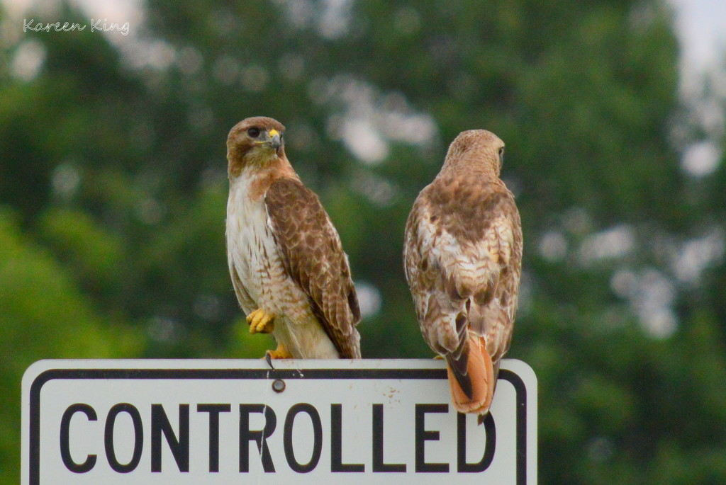 Two Red-Tailed Hawks by kareenking