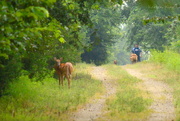 23rd Jul 2015 - Busy Morning on the Flint Hills Nature Trail