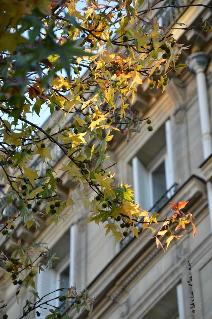 Autumn in Paris  by parisouailleurs