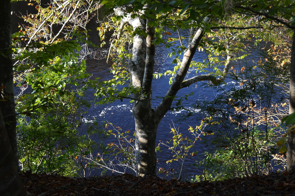 Beech tree along Edisto River, Dorchester County, South Carolina by congaree