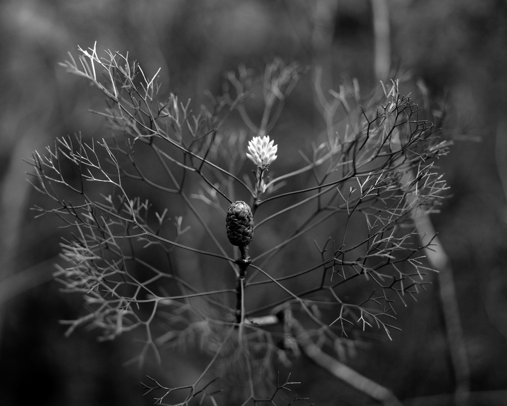 Cone and flower by peterdegraaff