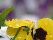 12th Nov 2015 - Drenched Pansy