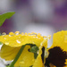 Drenched Pansy by seattlite