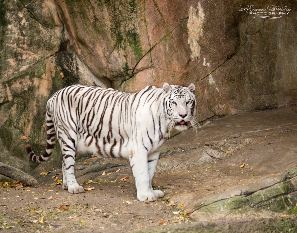 White Tiger by lynne5477
