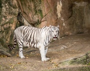12th Nov 2015 - White Tiger