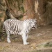 White Tiger by lynne5477