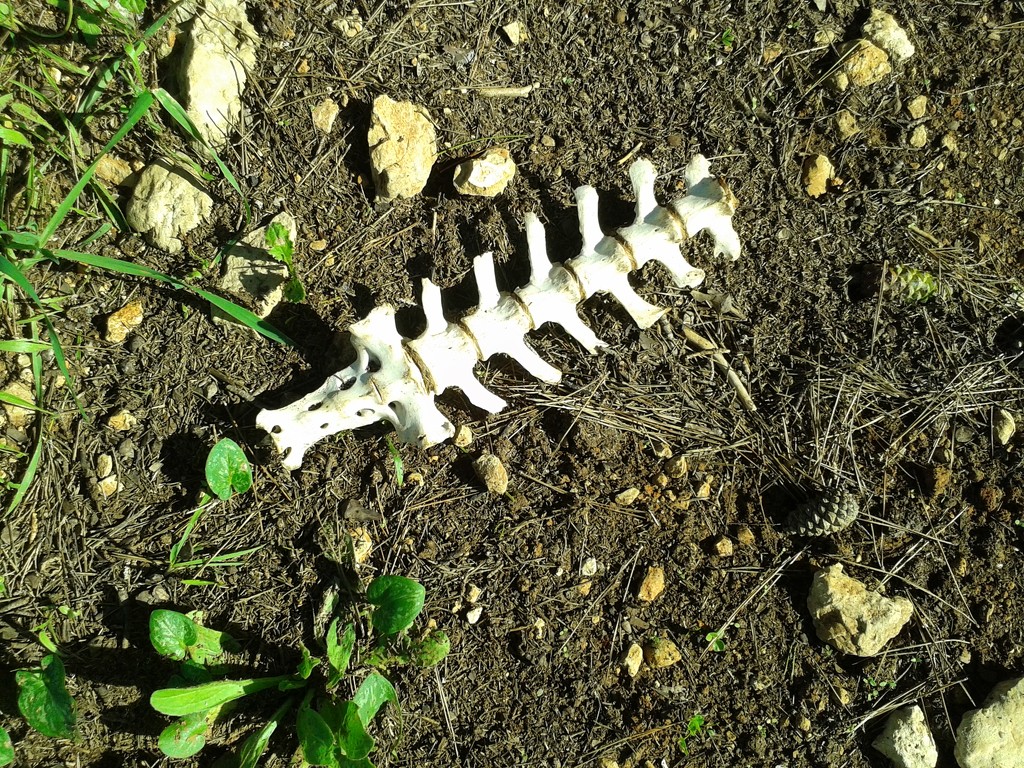 Funny bone?  by chimfa