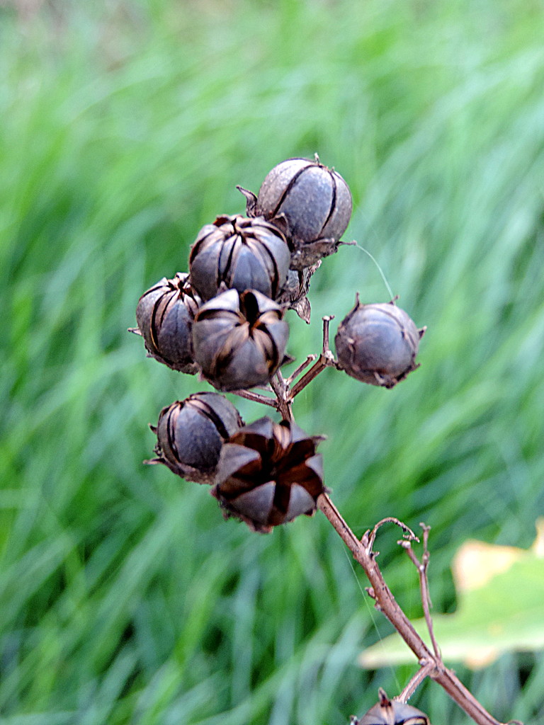 Seed pods! by homeschoolmom