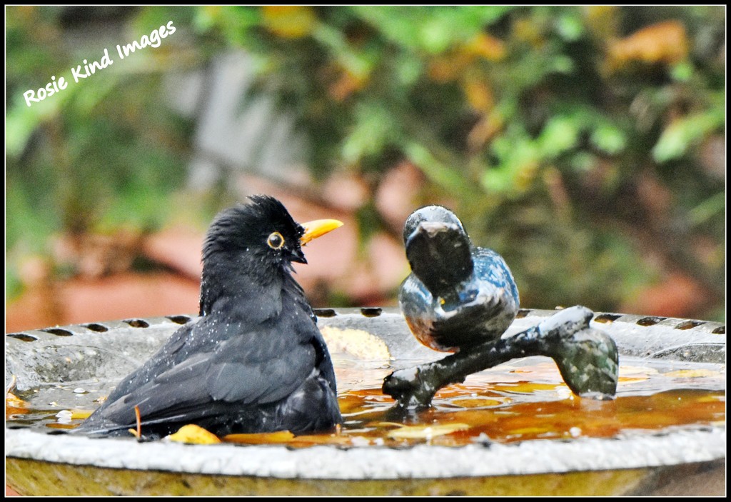 Bathing blackbird by rosiekind