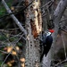Pileated Woodpecker by essiesue