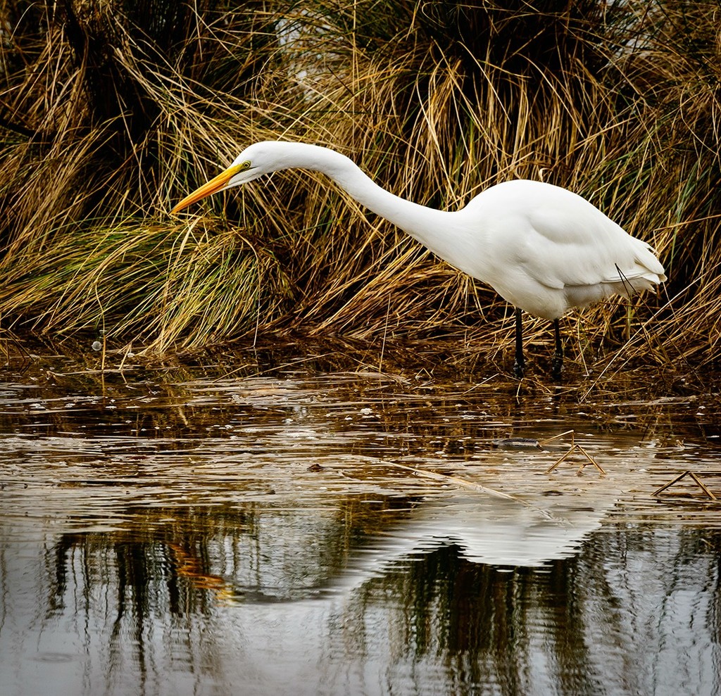 White Egret At Waite Ranch by jgpittenger