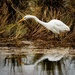 White Egret At Waite Ranch by jgpittenger
