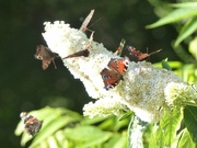 8th Sep 2015 - Butterflies and Buddleia