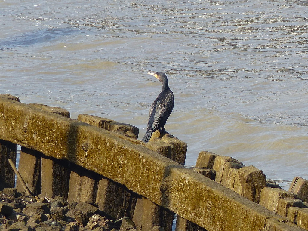  Cormorant on the Thames by susiemc
