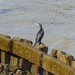  Cormorant on the Thames by susiemc