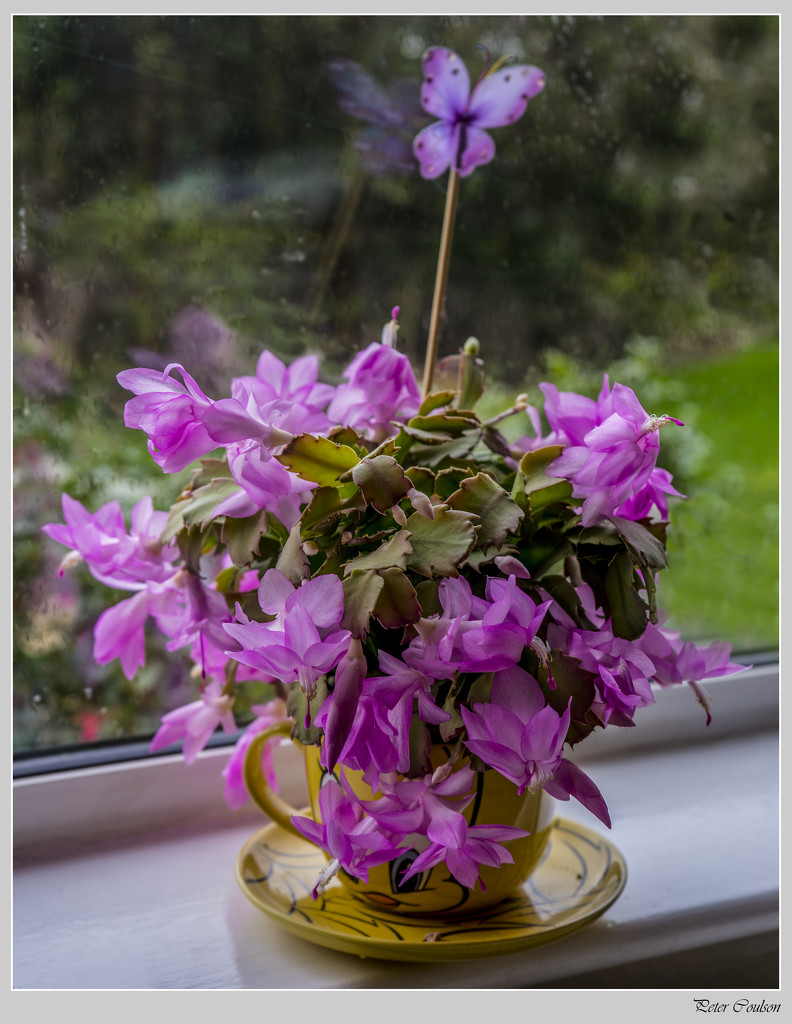 Christmas Cactus by pcoulson