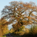 Oak tree by flowerfairyann