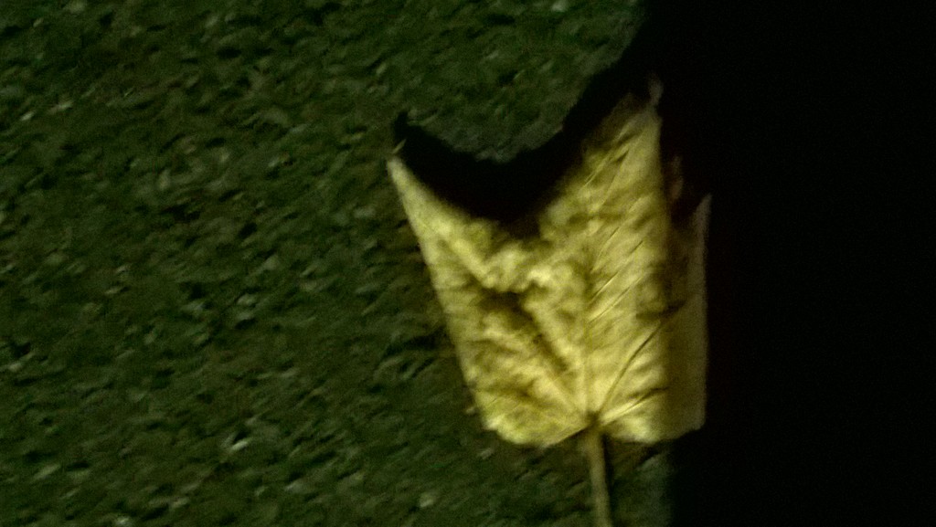 Fallen leaf by cataylor41