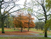 6th Nov 2015 - Trees in the Forest Recreation Ground