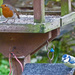 Robin and Blue Tit.  by shirleybankfarm